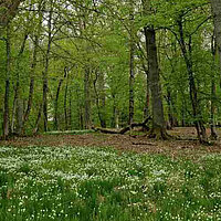 Waldspaziergang am Tag der Artenvielfalt