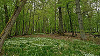 Waldspaziergang am Tag der Artenvielfalt