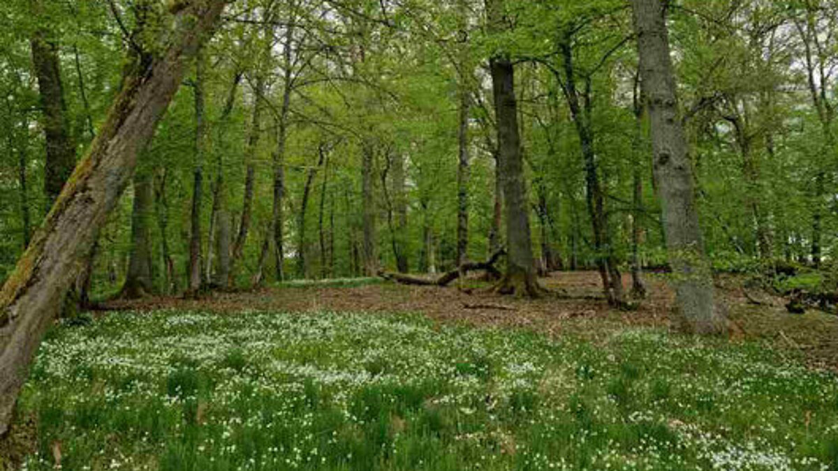 Waldspaziergang am Tag der Artenvielfalt