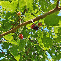Bibelgarten im Juni: Maulbeerbaum