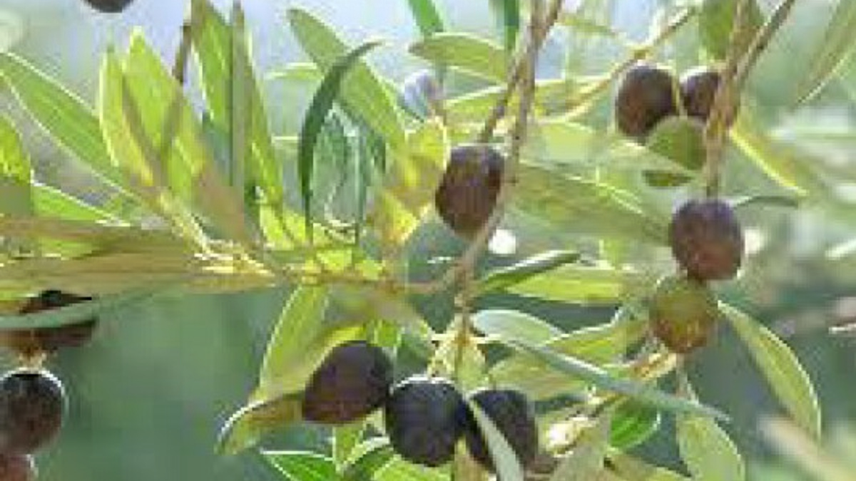 Bibelgarten im November: Olive